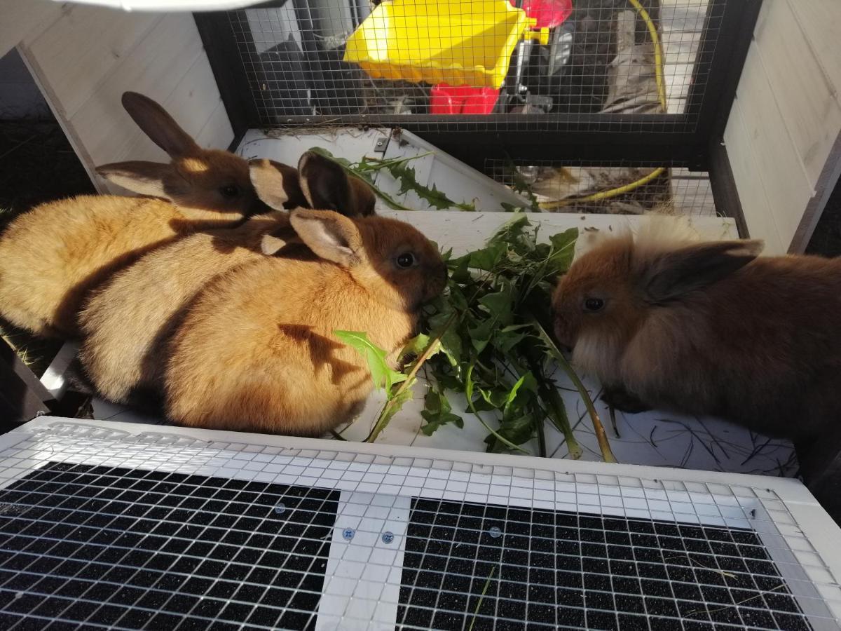 Fewo Fabiella Mit Balkon Millstatt Kültér fotó