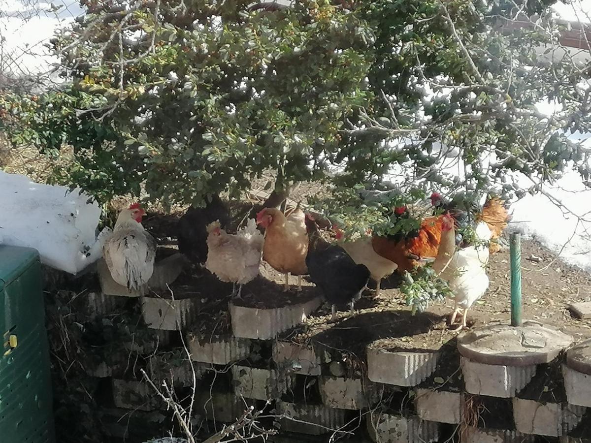 Fewo Fabiella Mit Balkon Millstatt Kültér fotó